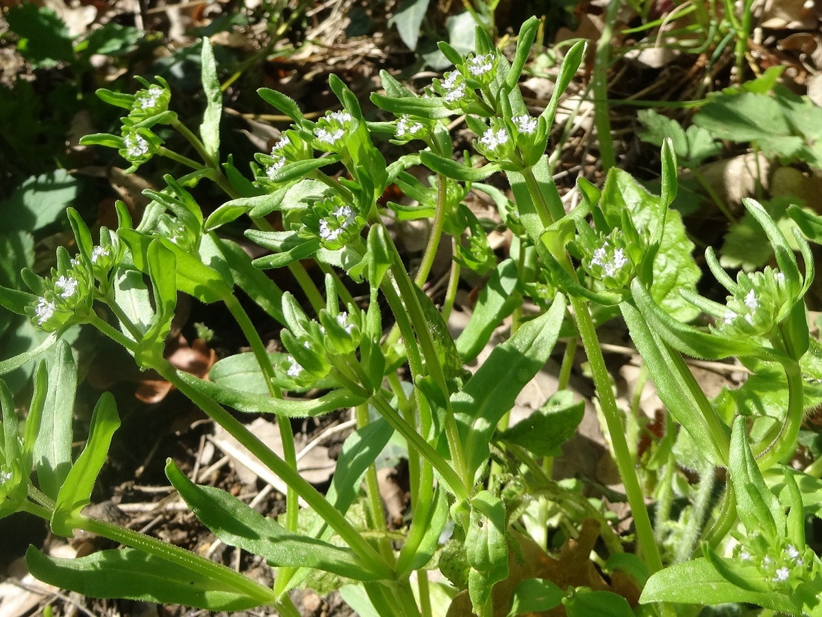 Valerianella carinata (Caprifoliaceae)